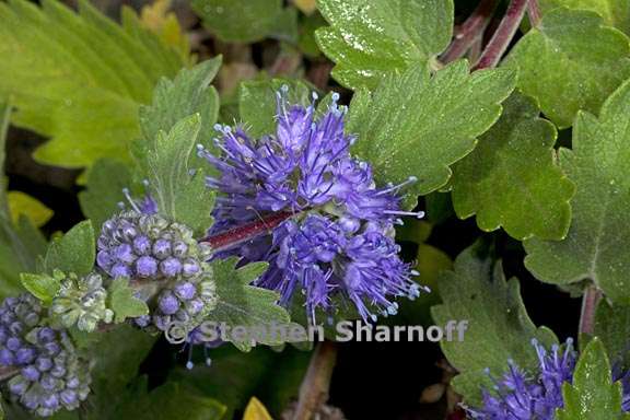 caryopteris incana 6 graphic